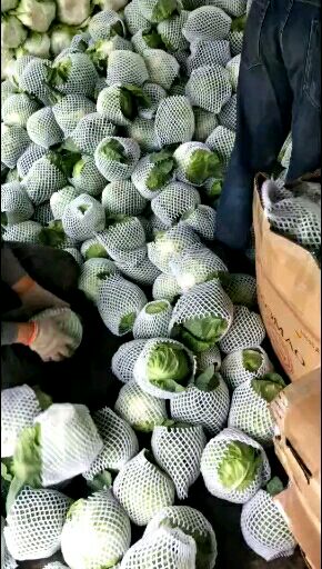 绿包菜  绿甘兰