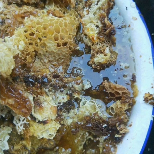 中蜂 甜蜜的养蜂人
