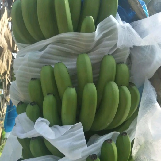 麻栗坡县巴西香蕉 七成熟