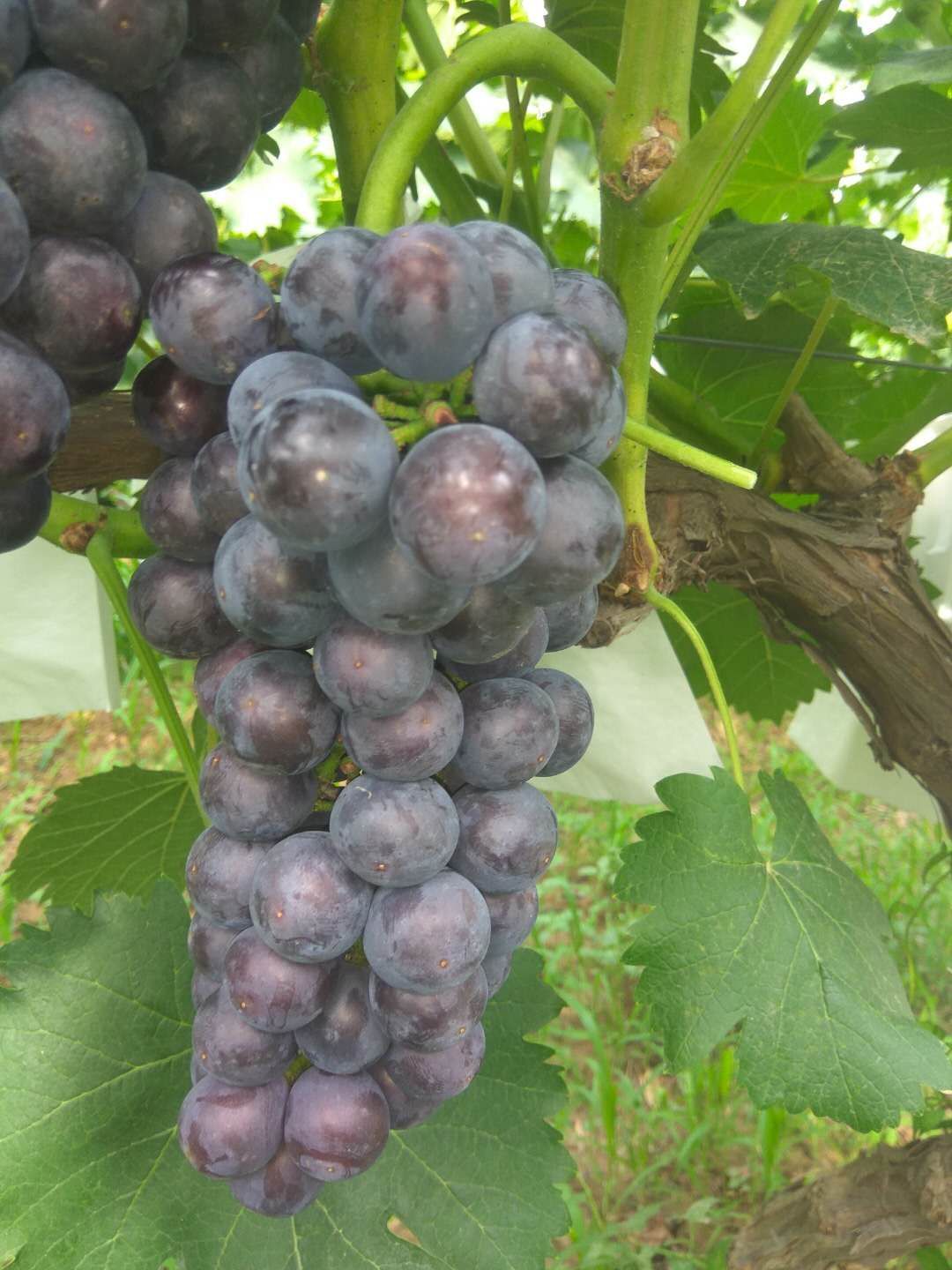 京亚葡萄 京亚，夏黑，预售巨峰