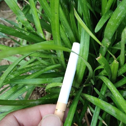 曹县 麦冬草！丹麦草！麦冬苗长年供货欢迎朋友来实地考察！