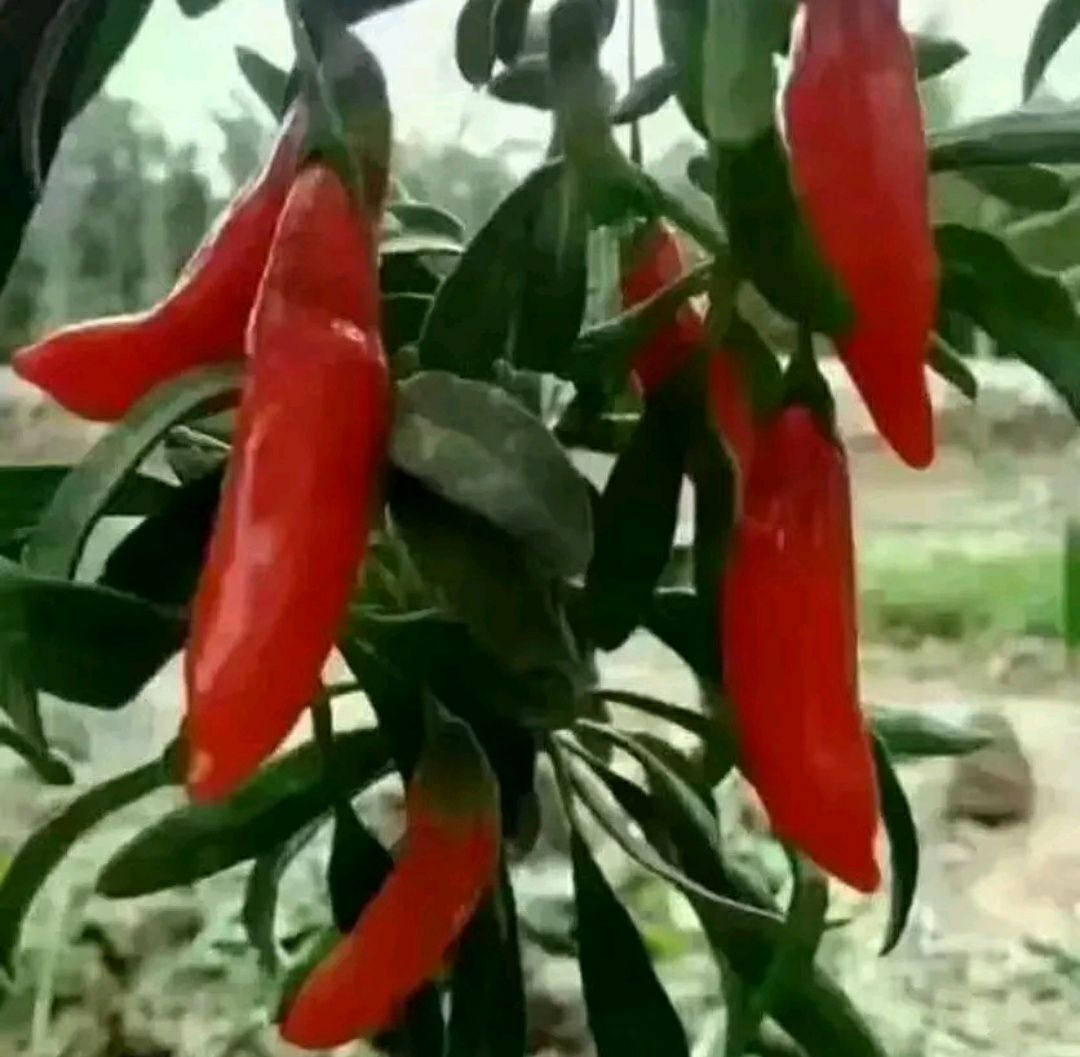 红枸杞 农户自销，一手货源。无功害构杞，无硫无磺，无亚纳，无染色，