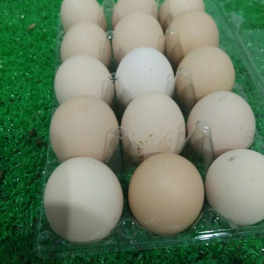 榆林 陕北农村土鸡蛋