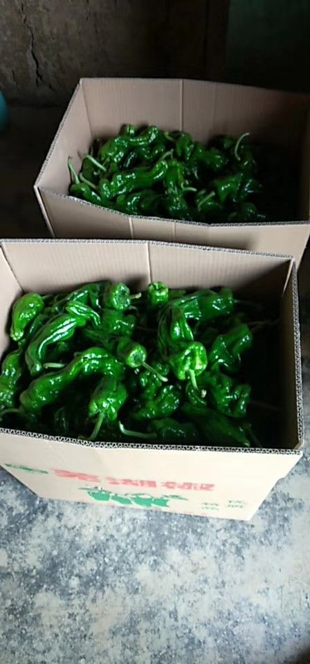 菜椒 高山芜湖椒大量上市，大量接受订单，需要的联系！