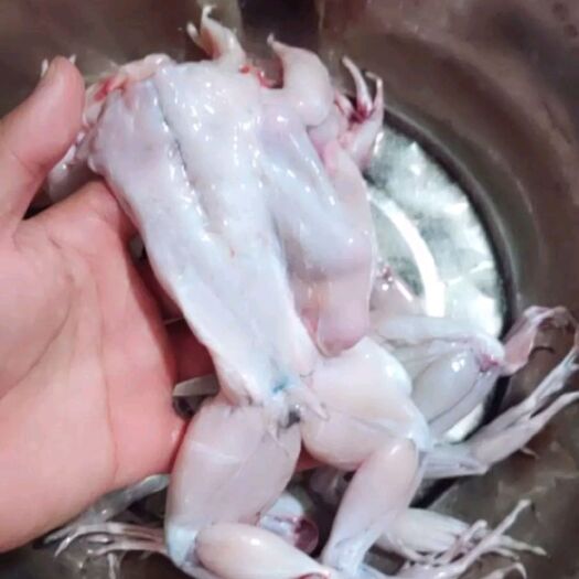 武汉牛蛙肉 新鲜
