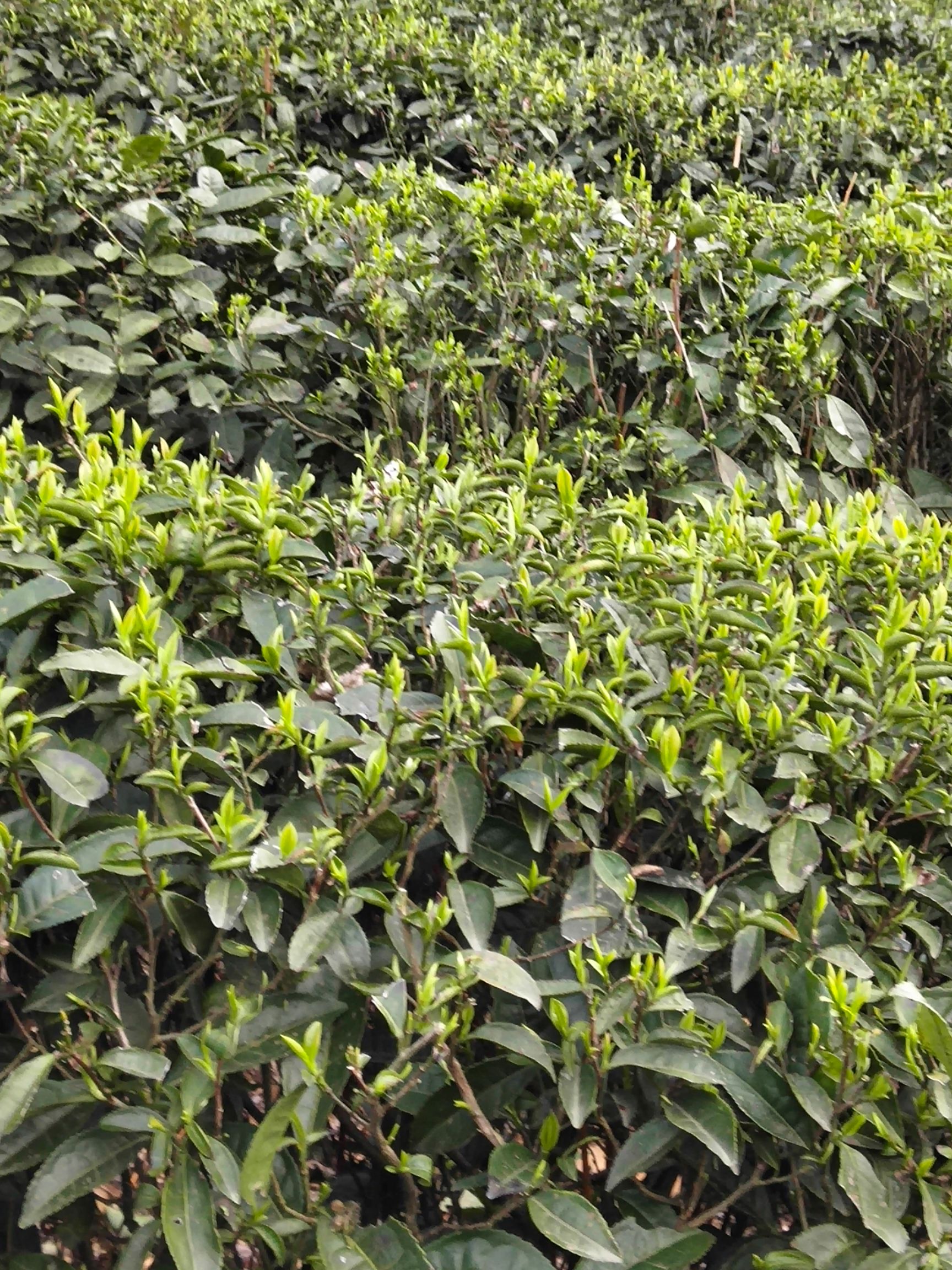  正宗庐山云雾茶少量批发