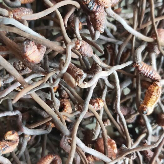 寻甸县冬虫夏草 山上新鲜采挖，药效好