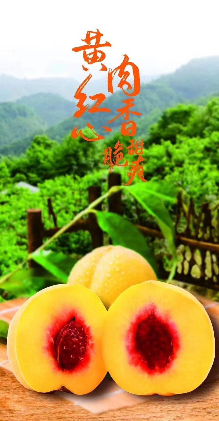  炎陵黄桃 桃醉天下