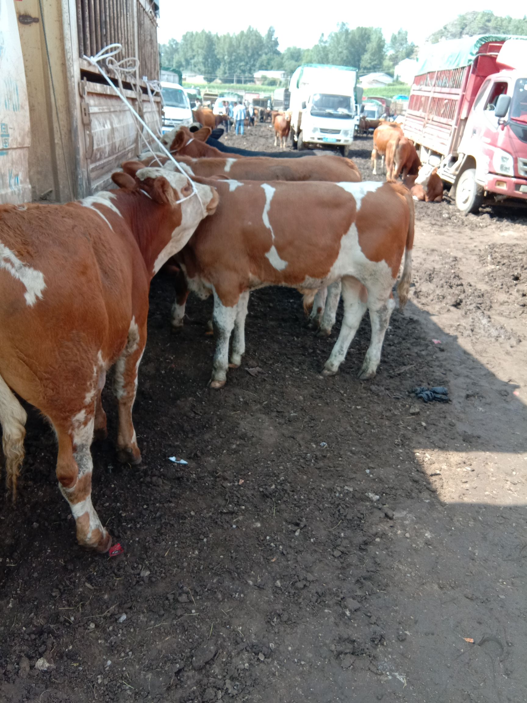 西门塔尔牛 西门搭尔