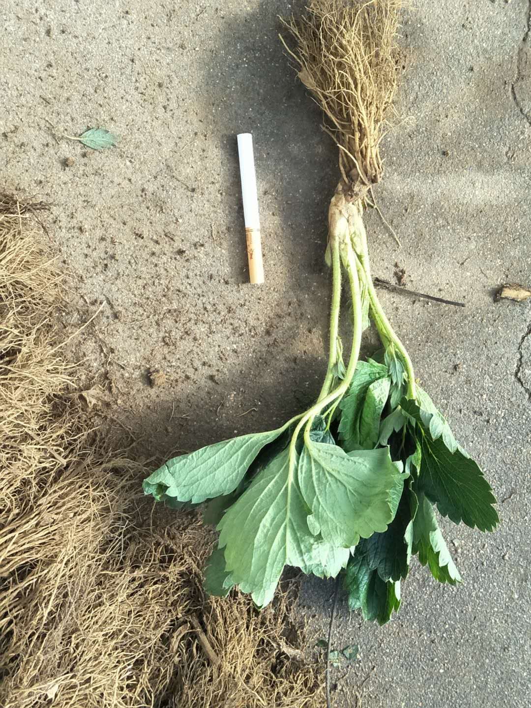 甜宝草莓苗 10~20公分 地栽苗