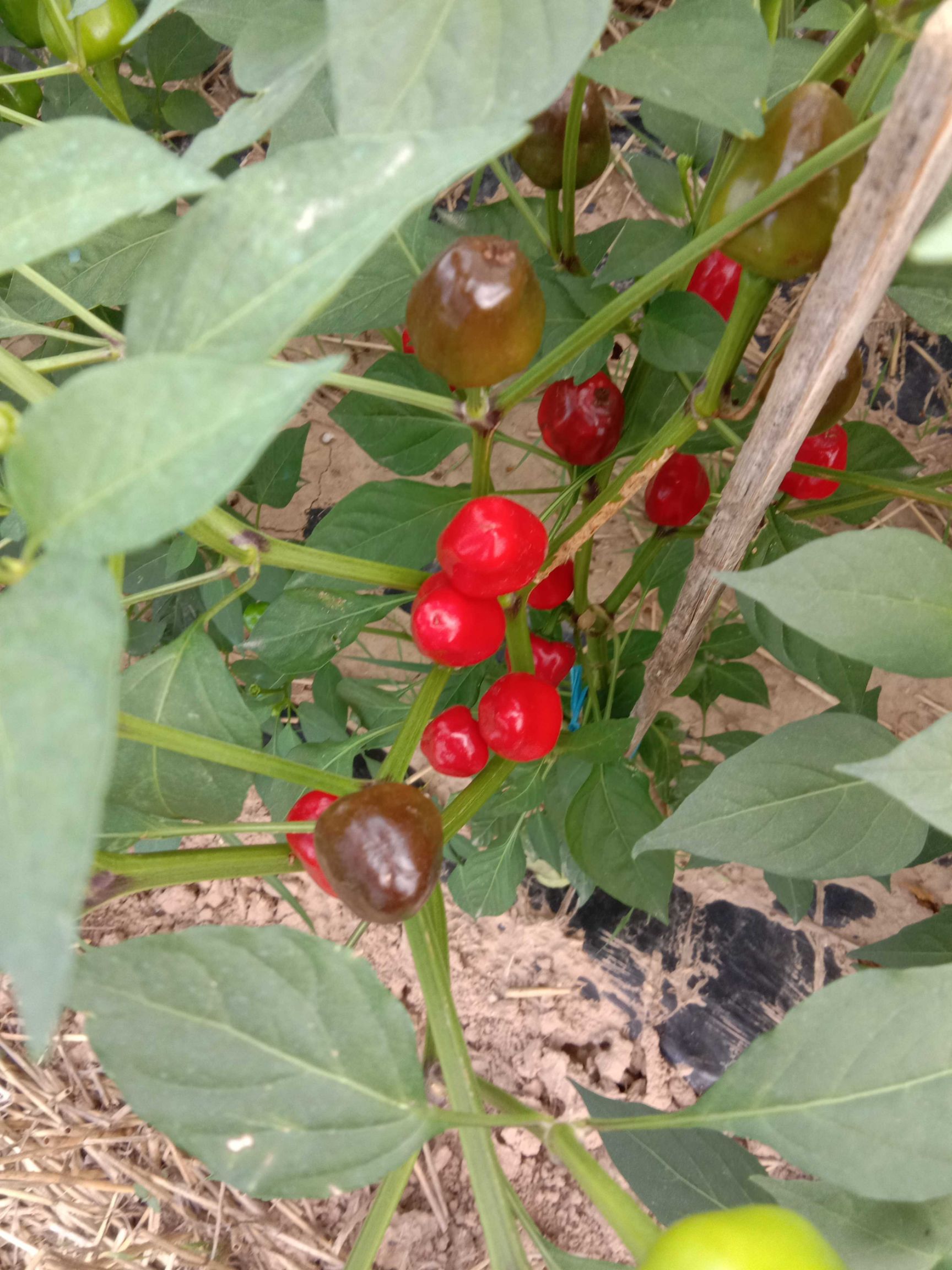 灯笼椒 5~10cm 特辣 红色