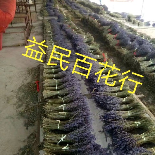 新疆天然薰衣草干花束生日礼盒家居客厅装饰安神助眠真花永生花