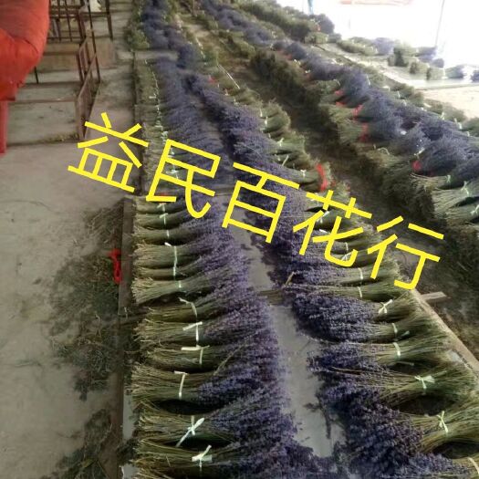 新疆天然薰衣草干花束生日禮盒家居客廳裝飾安神助眠真花永生花