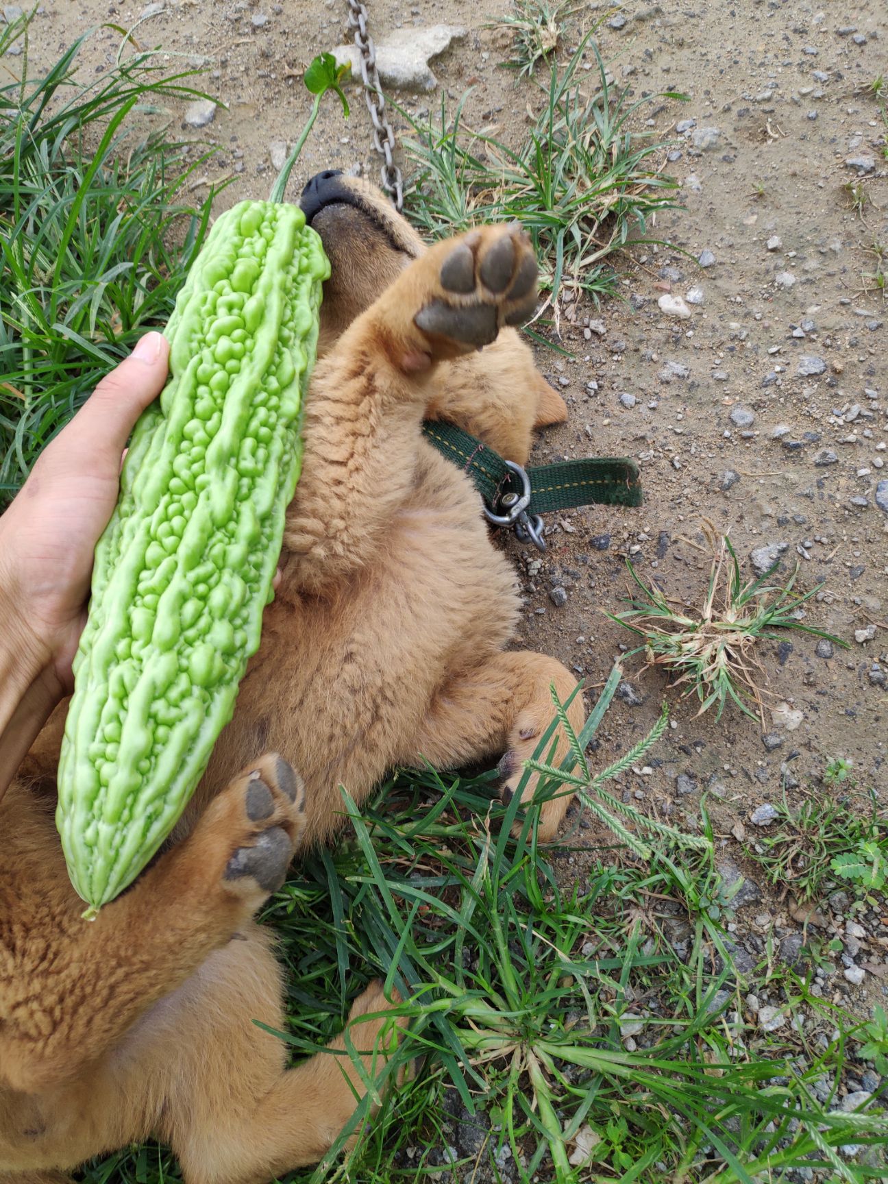 珍珠苦瓜，假珍珠苦瓜苗