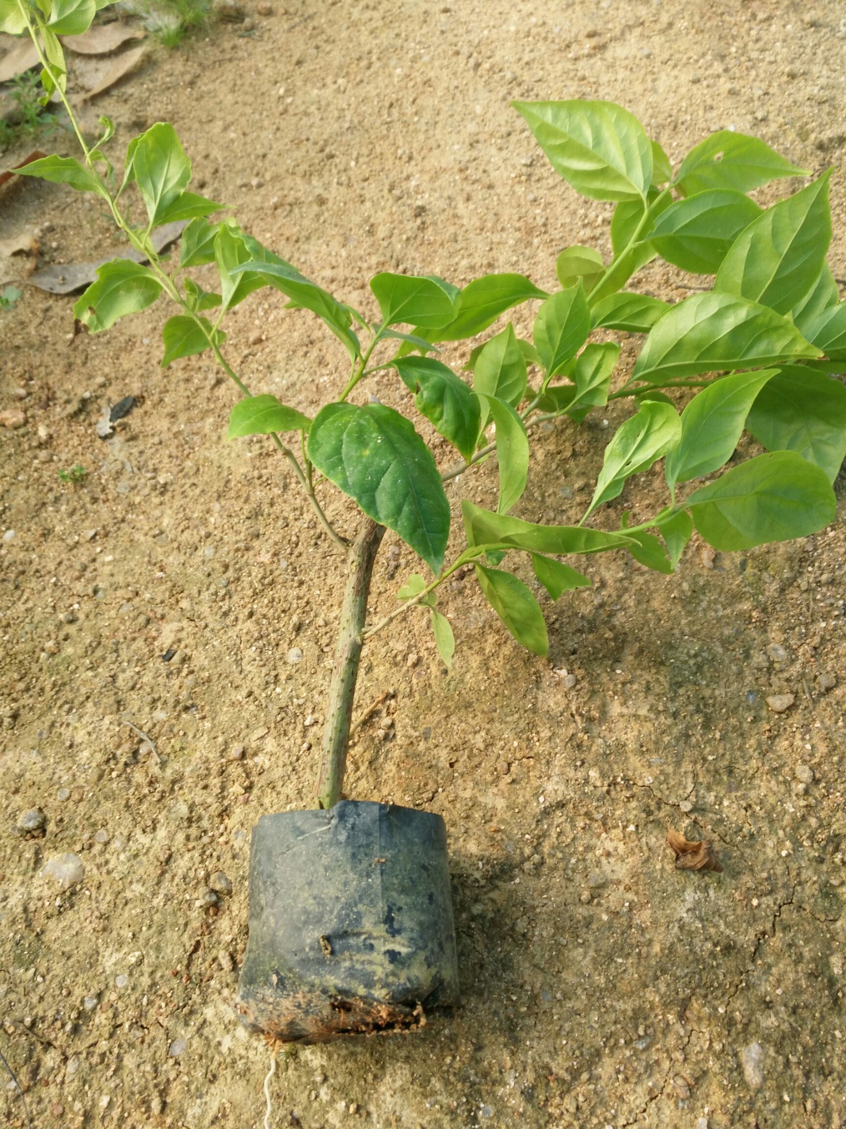  紅櫻三角梅分枝多花開白里透紅迷人