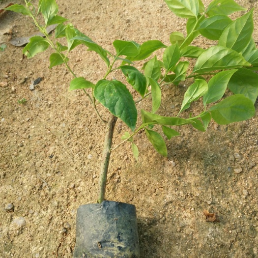 漳州 红樱三角梅分枝多花开白里透红迷人