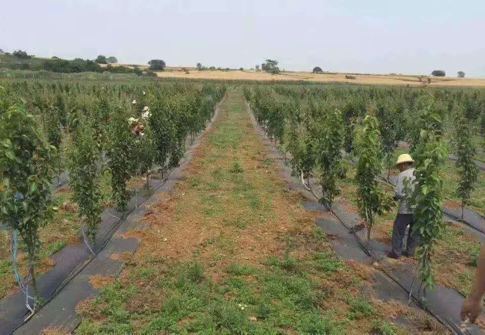  除草布 防草布 果园地布 防草毯 厂家直销