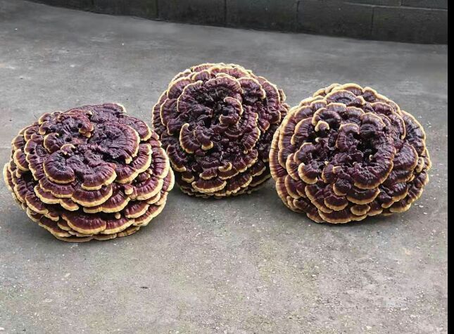 岳西县造型灵芝 花式灵芝盆景 灵芝摆件 直径60公分