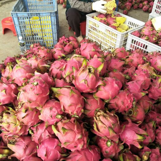 遂溪县 大量收购火龙果品种多