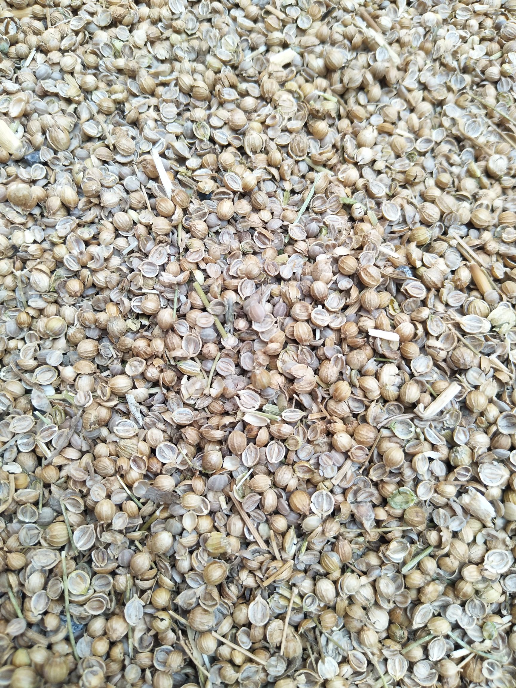 大叶菠菜种子 批发菠莱种