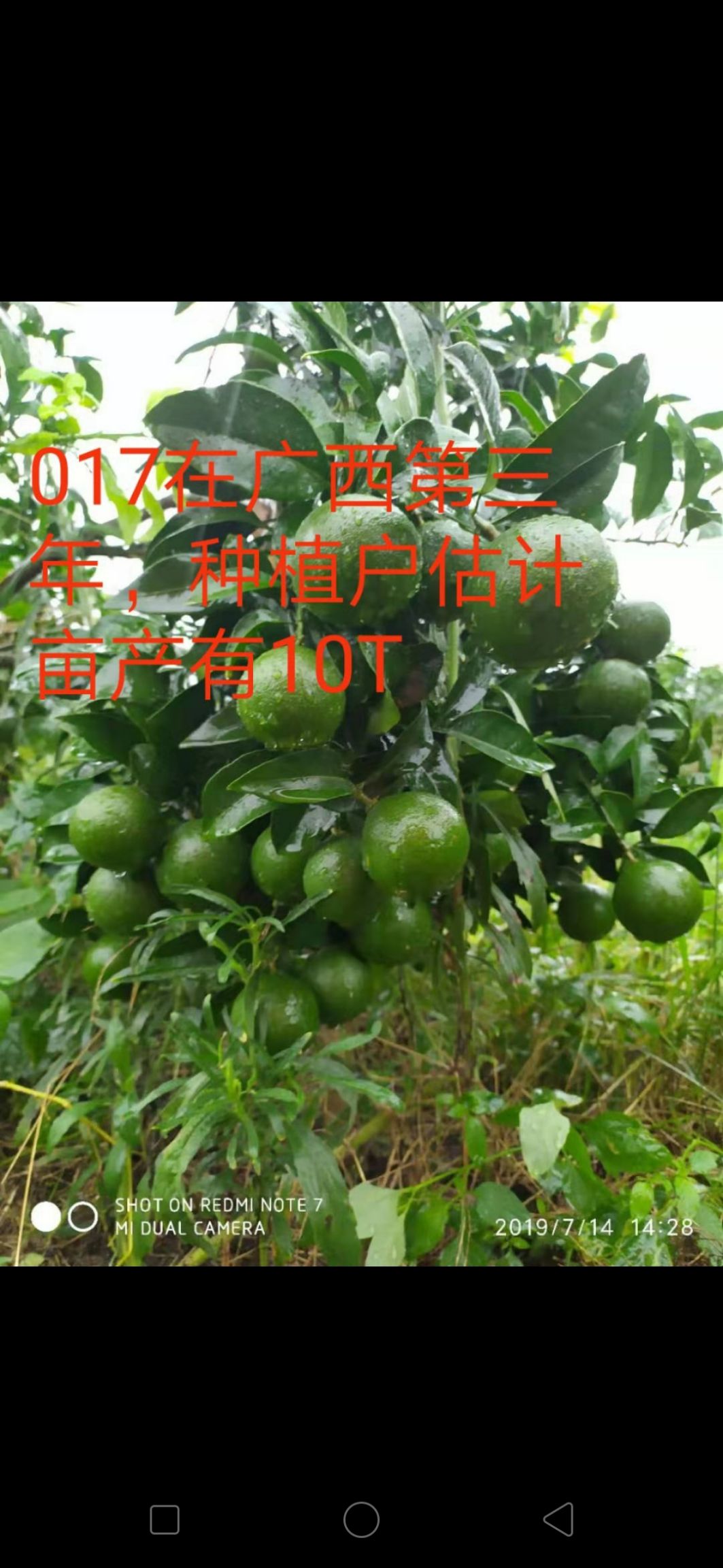 爱媛28号柑桔苗 红美人诱变优系果大丰产脱酸早快抗黄化代号(