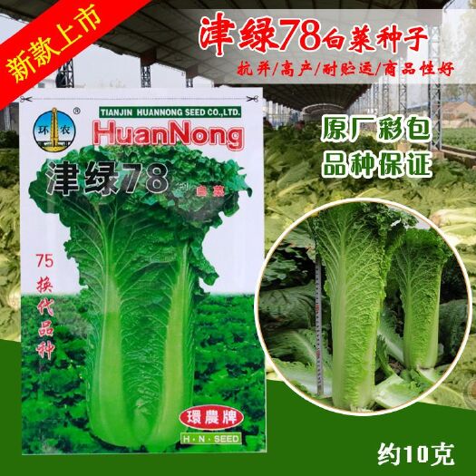 津绿78天秋大白菜种子/天津地方蔬菜种子/彩包