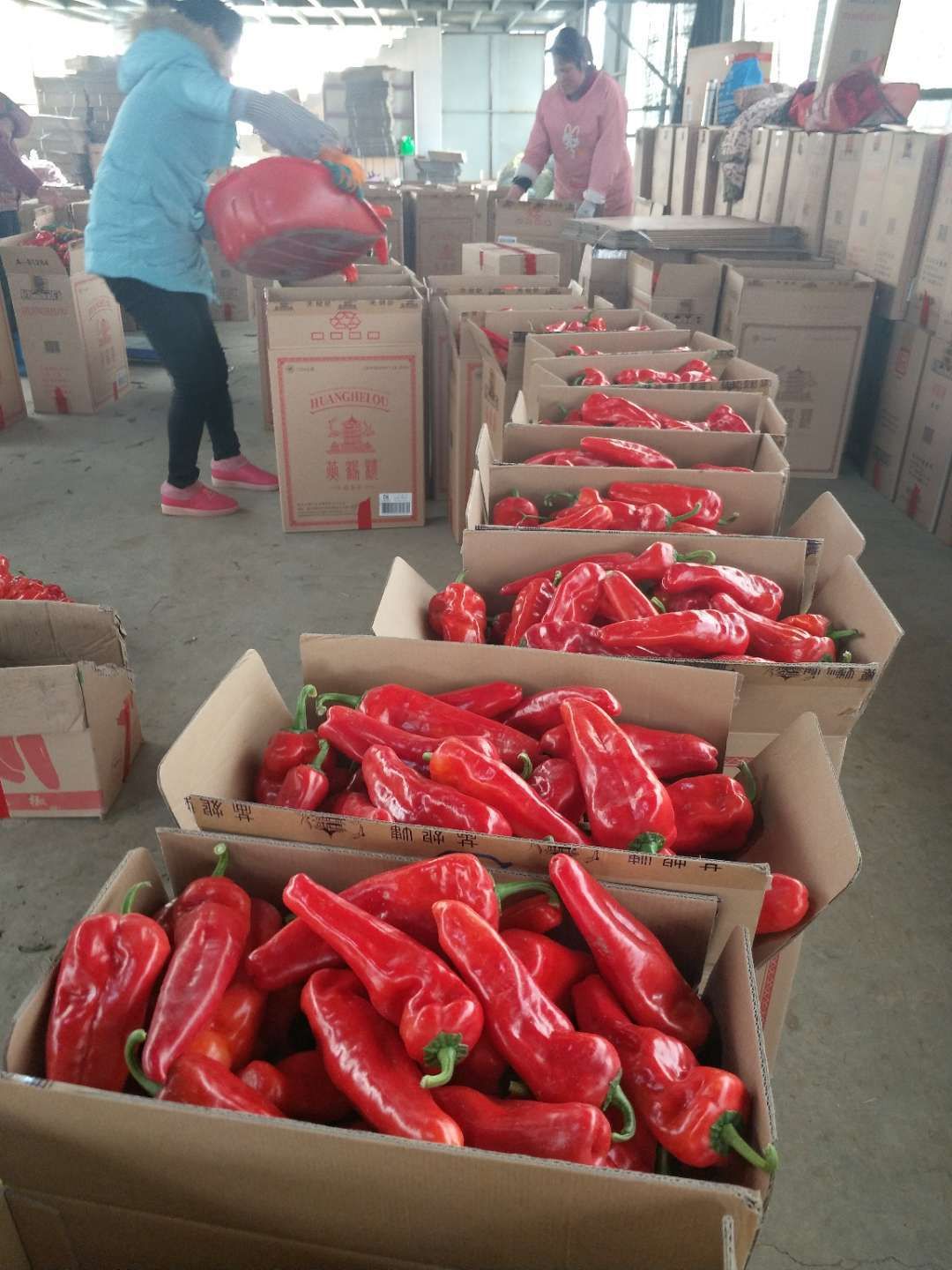 红椒 15~20cm 微辣 红色