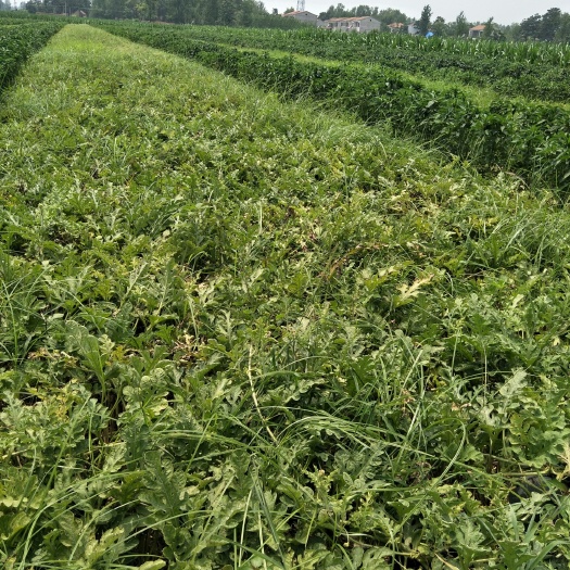 通许县 无籽西瓜个大口感甜易运输