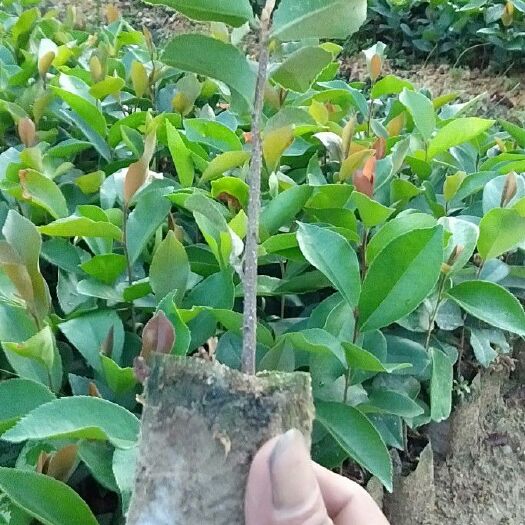 贺州 今年的软枝油茶苗