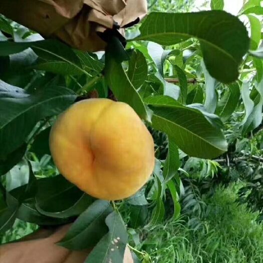 夏津县黄金蜜桃 黄桃  黄金蟠桃