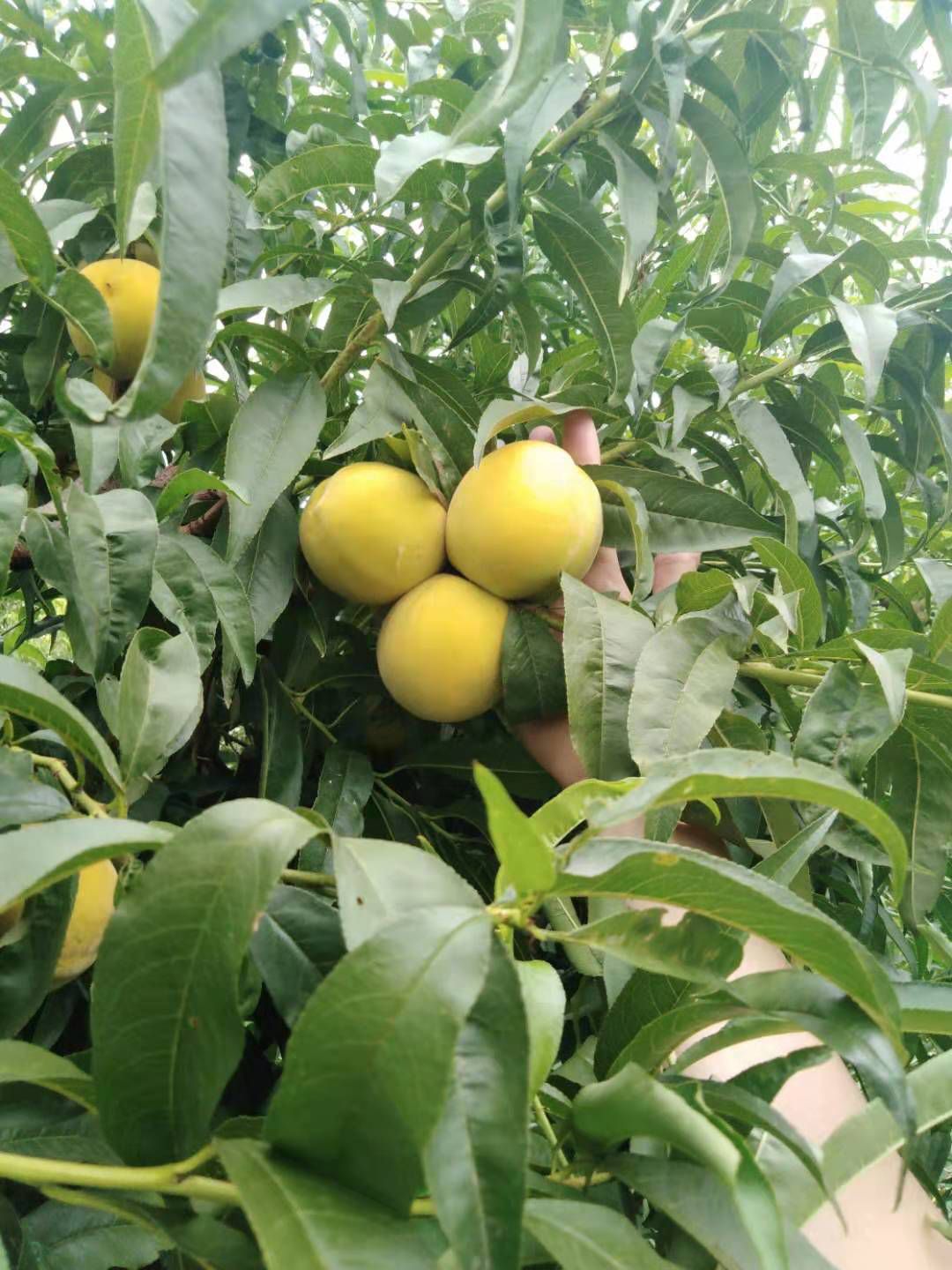  黄桃，大量4毛黄金桃，罐头厂。