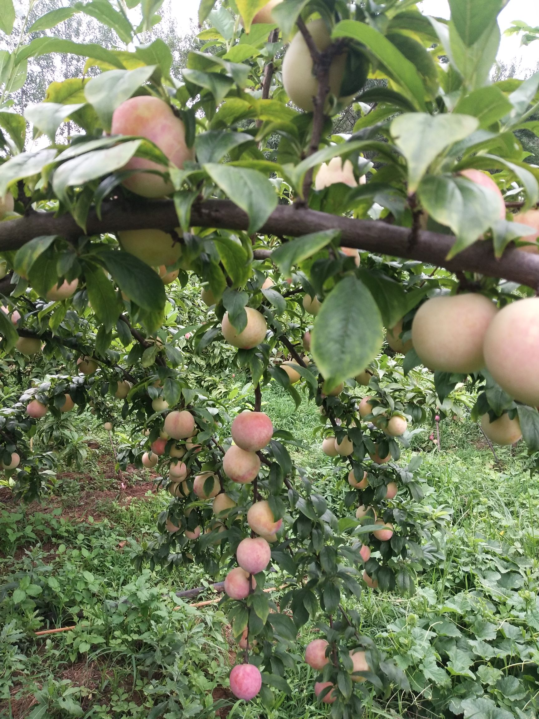 前卫红李子 前卫红李