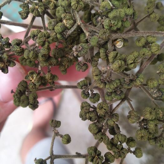 河池吴茱萸 货好(✪▽✪价格好！干货