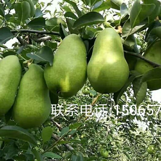 莱州市 巴梨苗，车轴梨苗