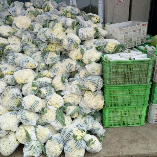 沽源县白花菜 坝上错季蔬菜大量供应，公平交易，诚信为本，欢迎采购
