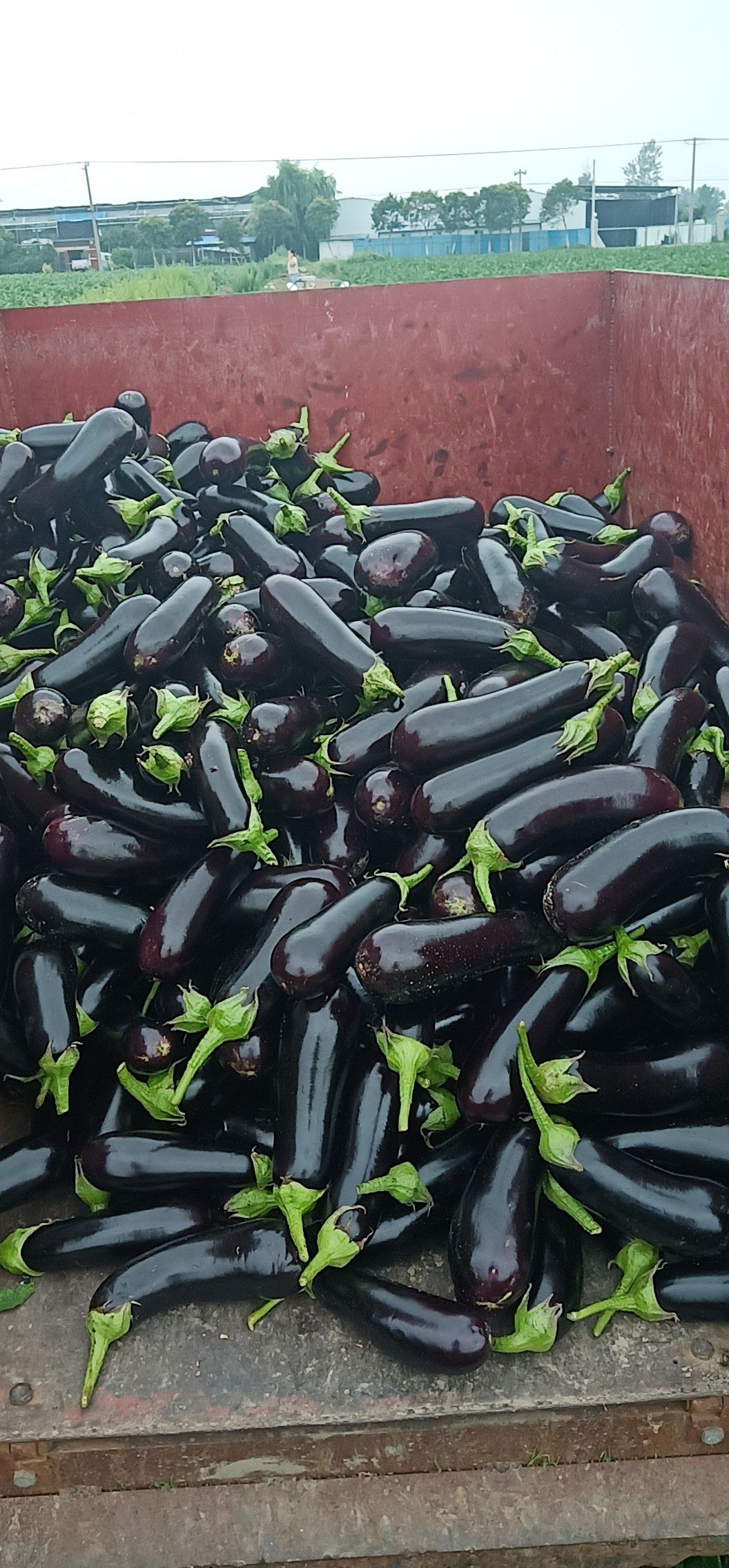 紫长茄 20-30cm紫茄
