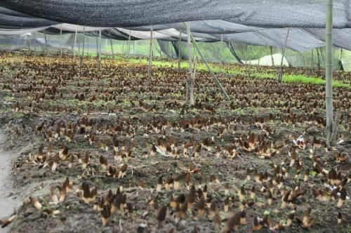 重庆市羊肚菌菌种  2022年羊肚菌原种栽培种火热预订中