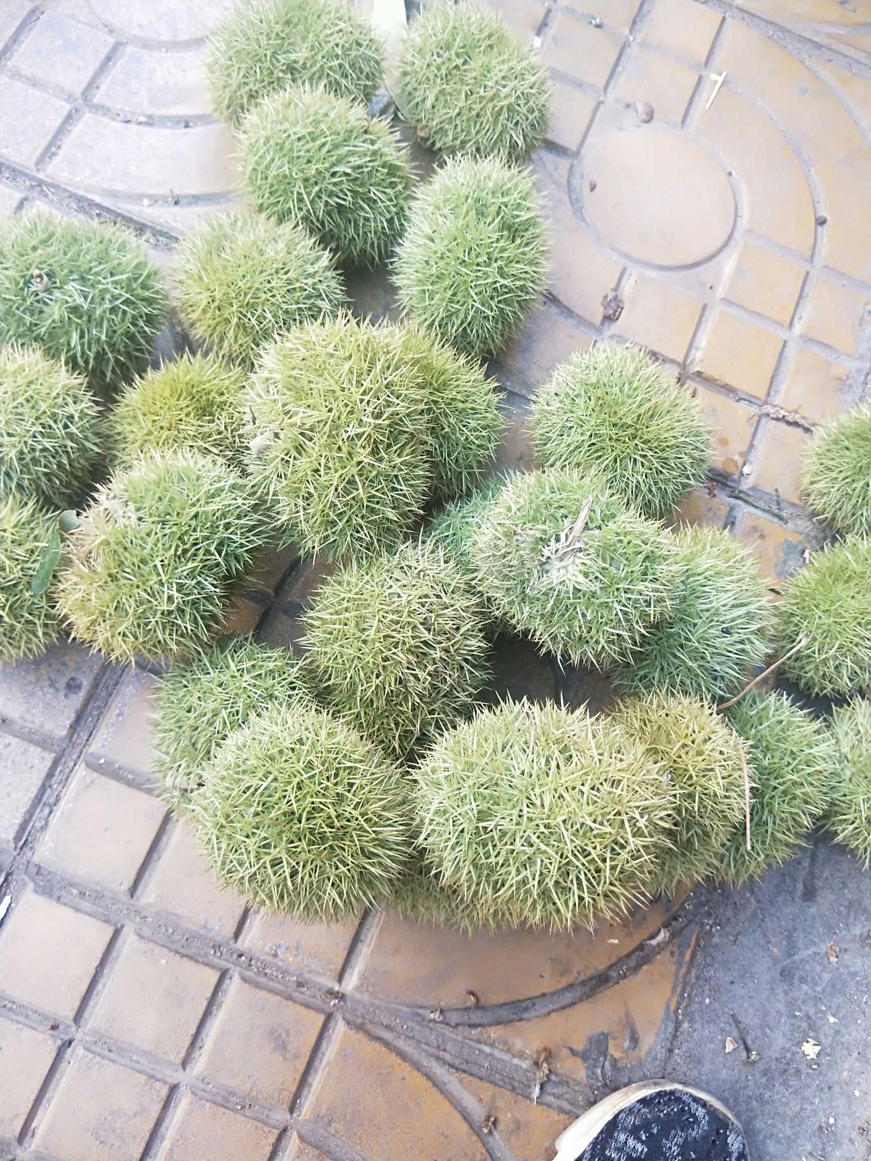 毛板红板栗 上市，量大从优