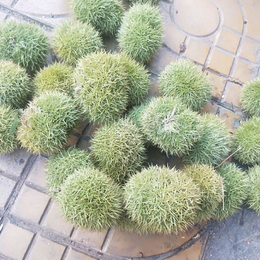 盐边县毛板红板栗 上市，量大从优