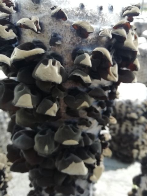  黑龙江省伊春市美溪区菌农自家种植的黑木耳，质量好，口感佳