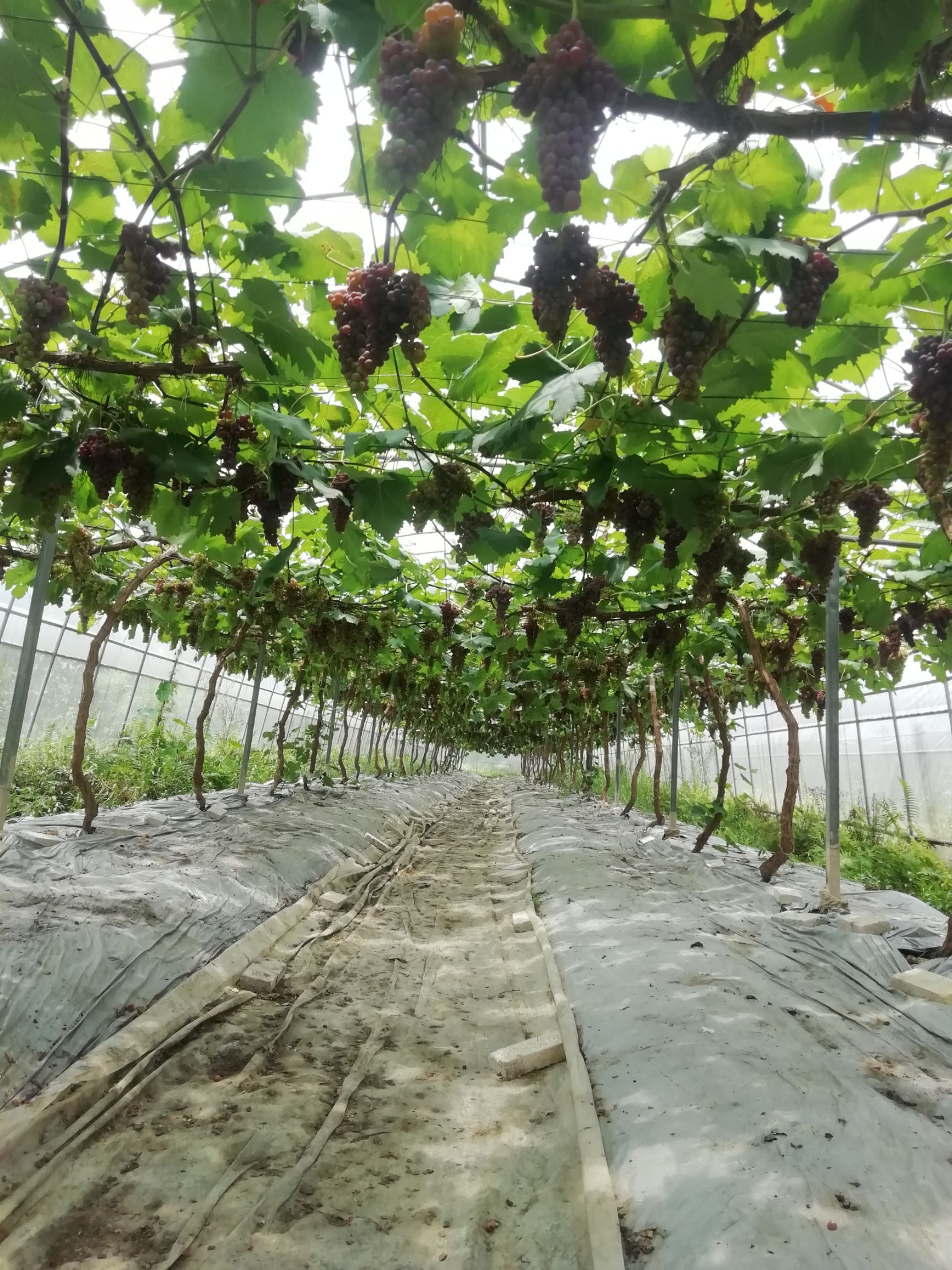 黑芭拉多葡萄 新鲜的提子