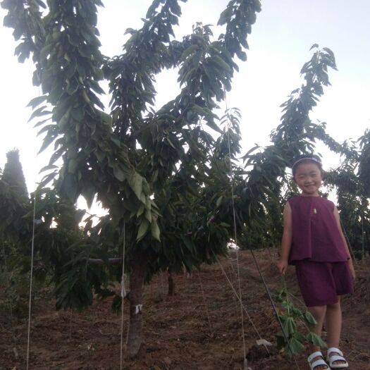 招远市美早苗 美早树，5至7年生，，大棚美早樱桃树