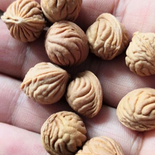 运城山核桃 龙纹桃核 小尺寸11--13+ 干净籽黄皮无裂 手串料