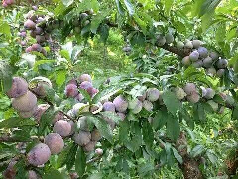  广西龙滩珍珠李（天峨金兴家庭农场）