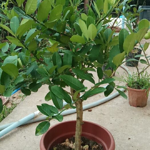 广州 柠檬苗