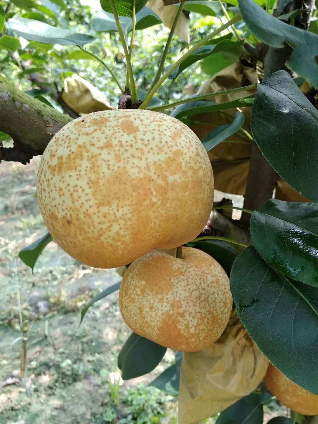  广东：阳山晶宝梨
