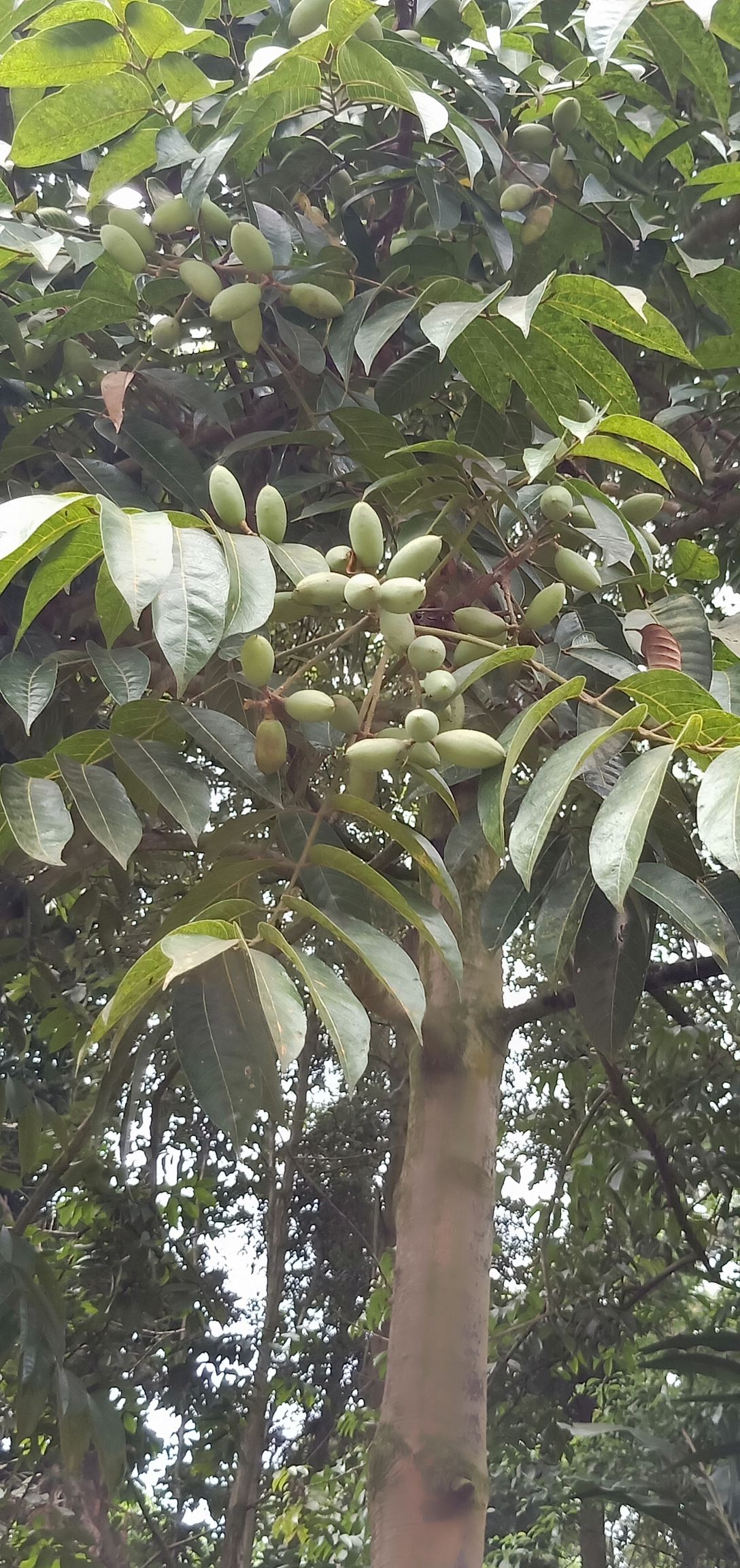  大量供应橄榄，数量大到惊人！
