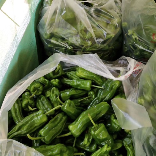 利川市芜湖椒 甜辣