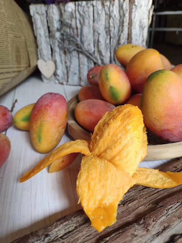  【攀枝花红贵妃芒果】