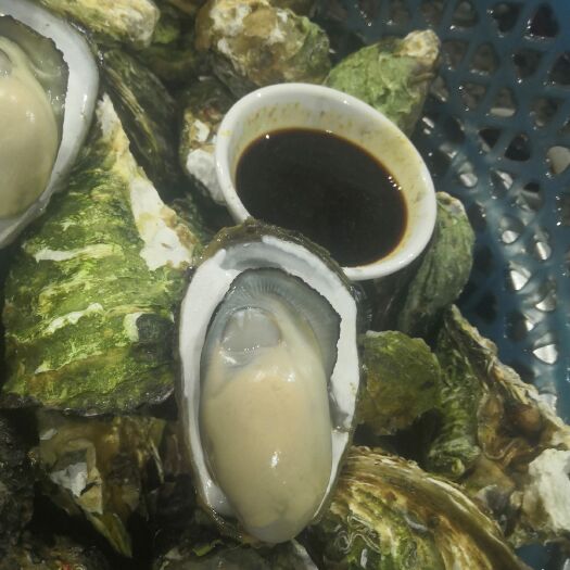 饶平县 网红高压锅生蚝  深海生蚝  汫洲大蚝